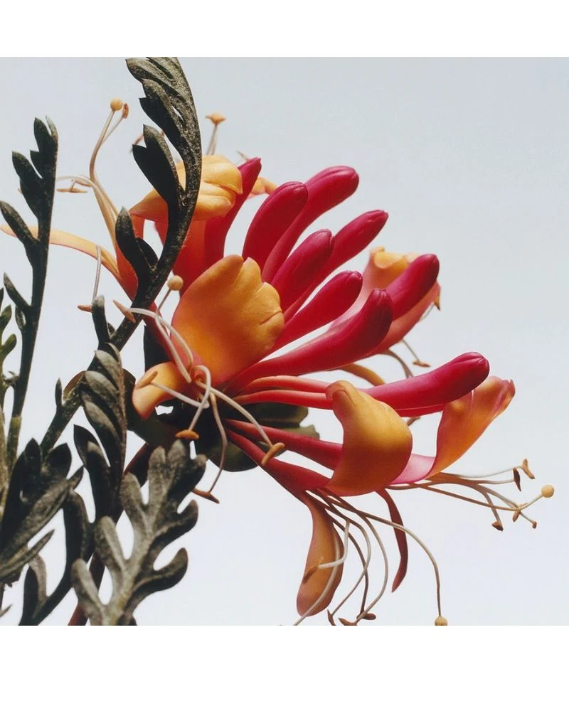 Honeysuckle & Davana Cologne 30ml/1floz - Image 2