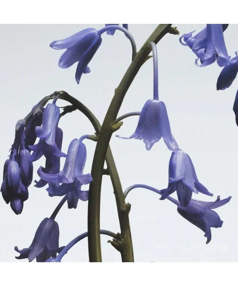 Wild Bluebell Diffuser 165ml - Image 2