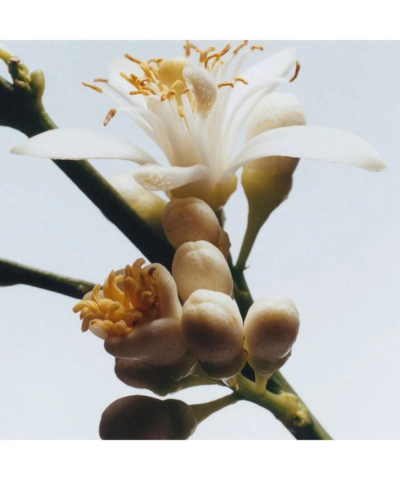Orange Blossom Diffuser 165ml - Image 2